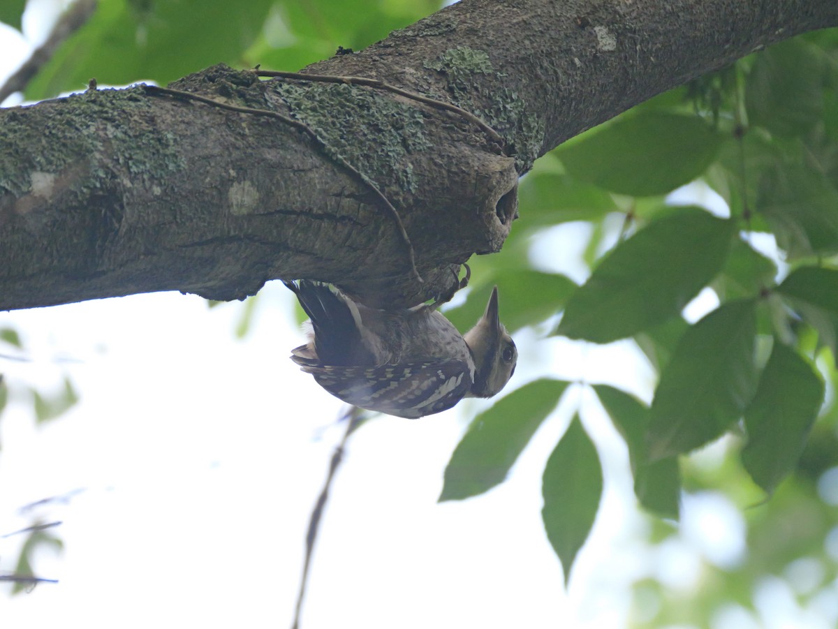 White-backed Woodpecker - ML620514365