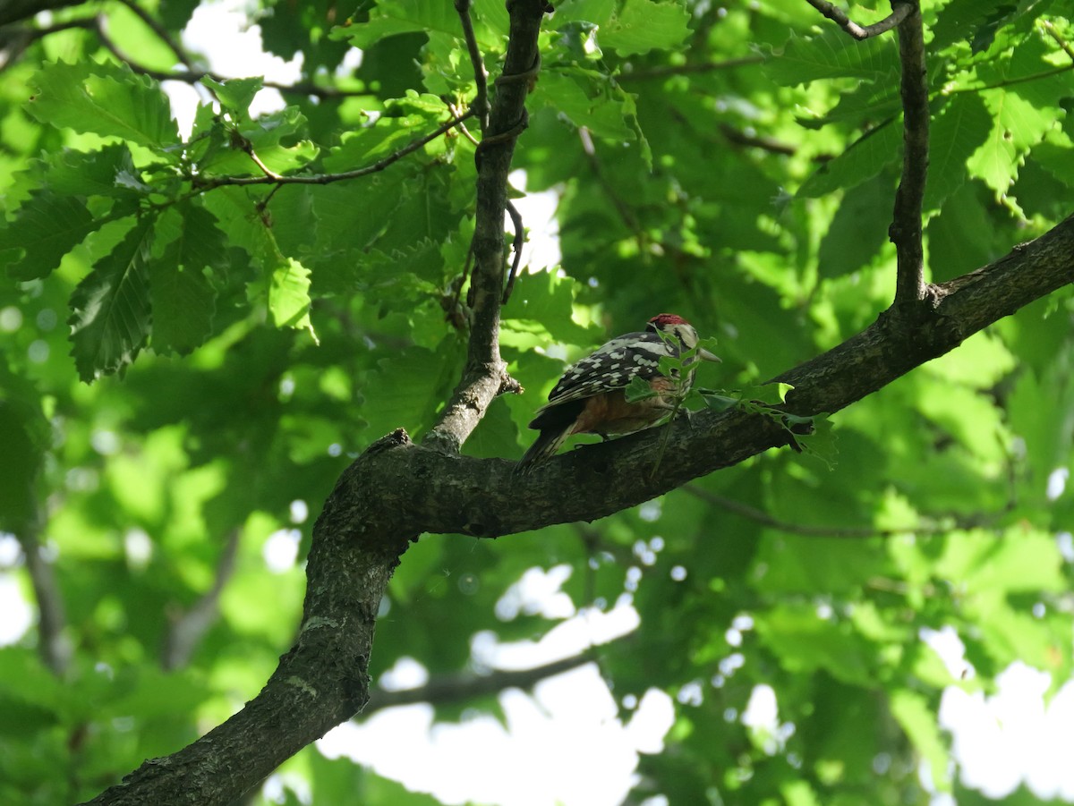 White-backed Woodpecker - ML620514367