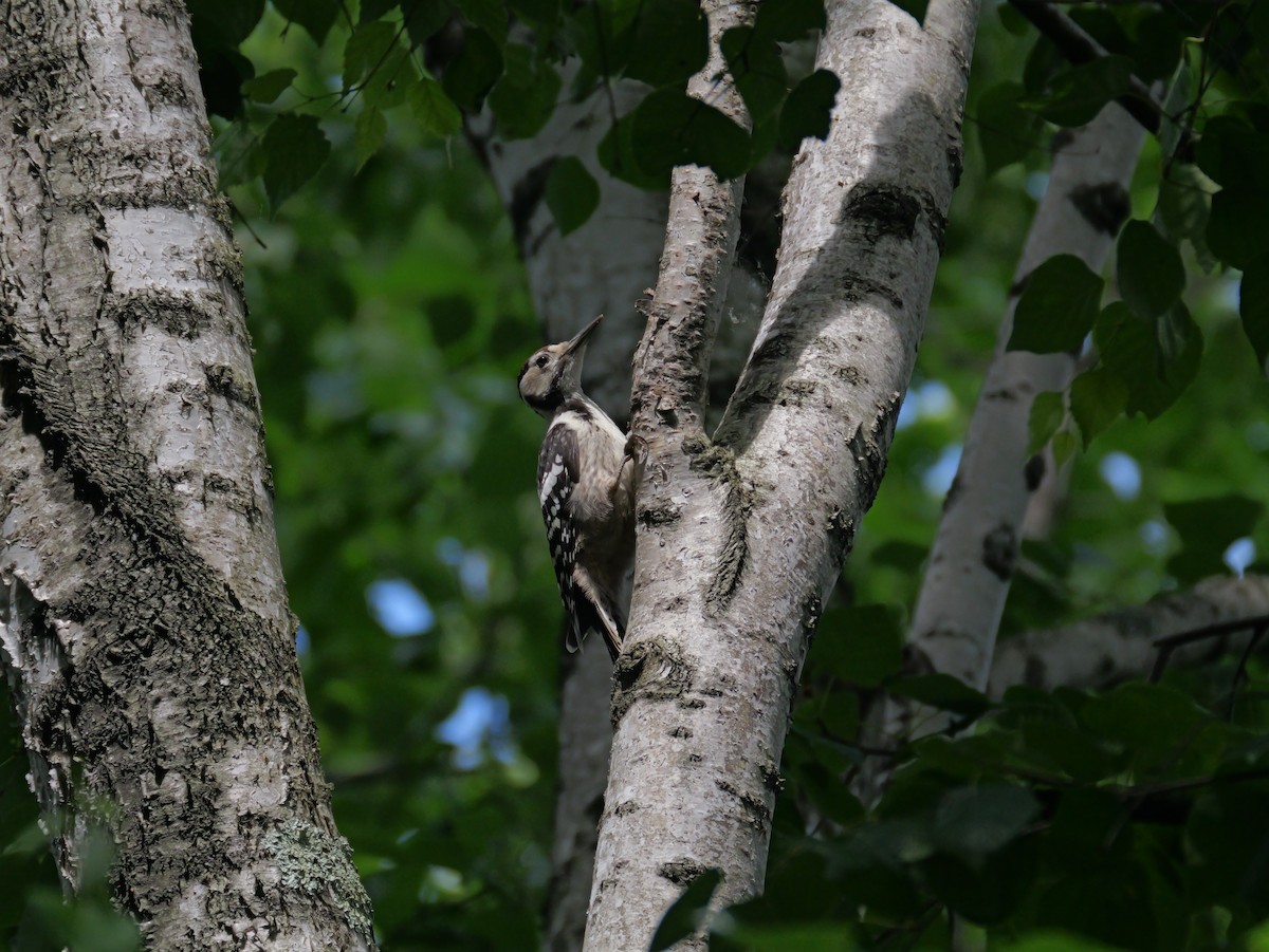 White-backed Woodpecker - ML620514369