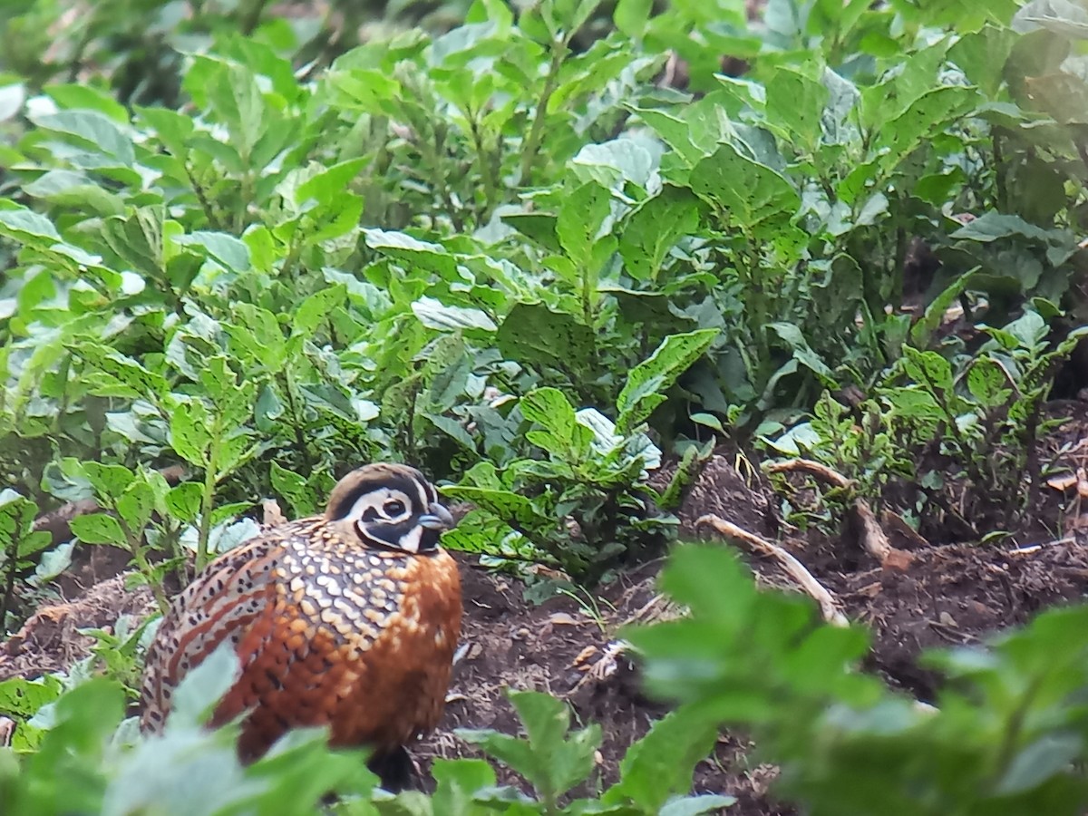 Ocellated Quail - ML620514370