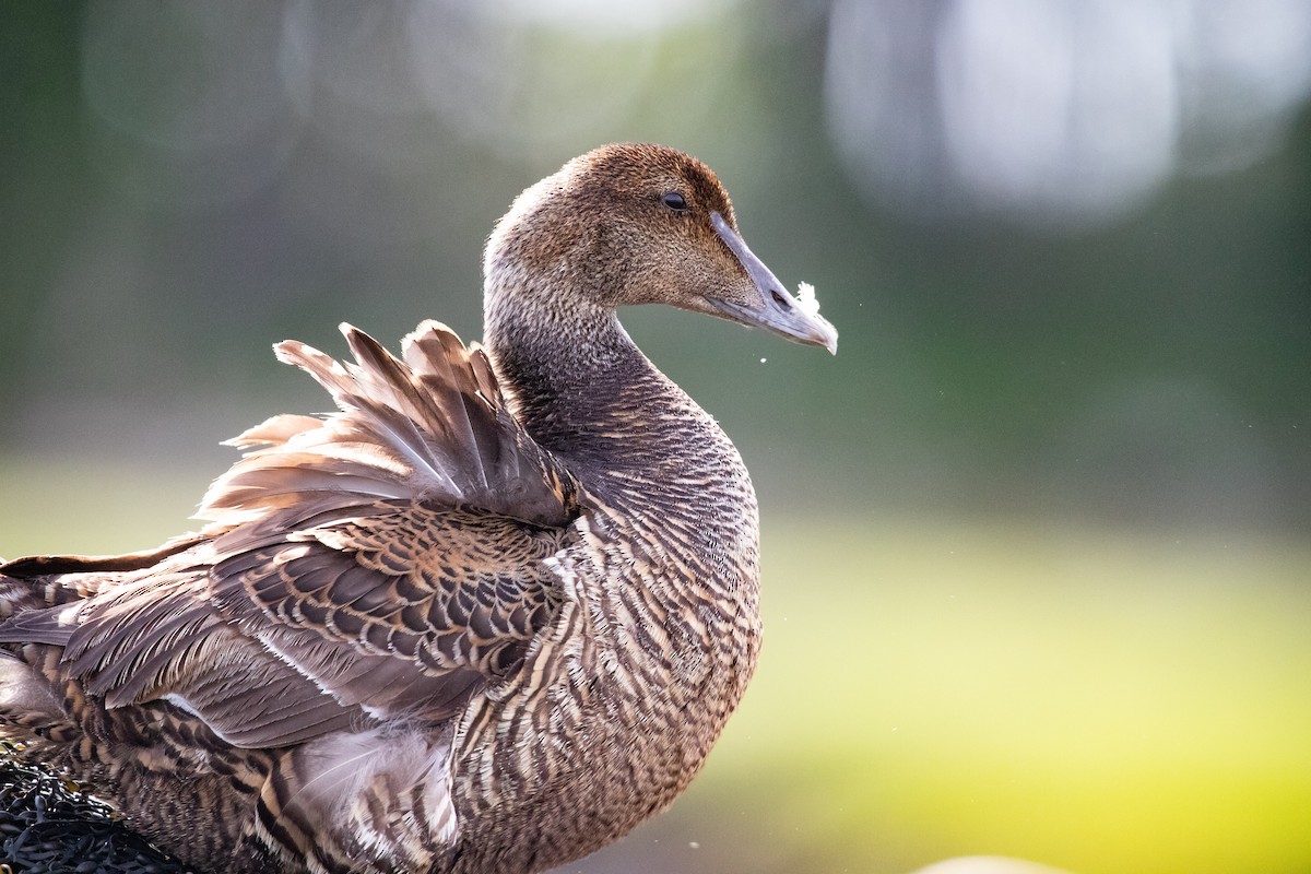 Common Eider - ML620514373