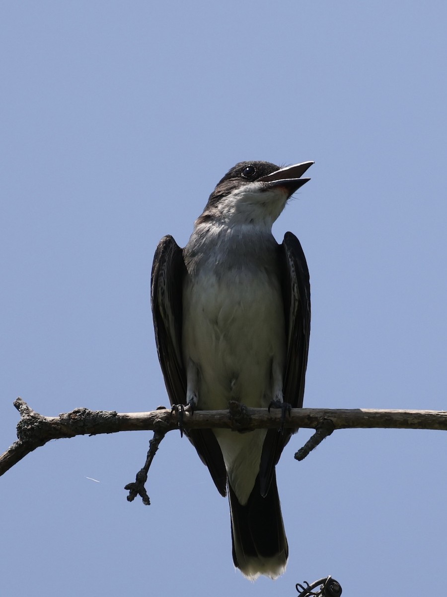 Eastern Kingbird - ML620514374