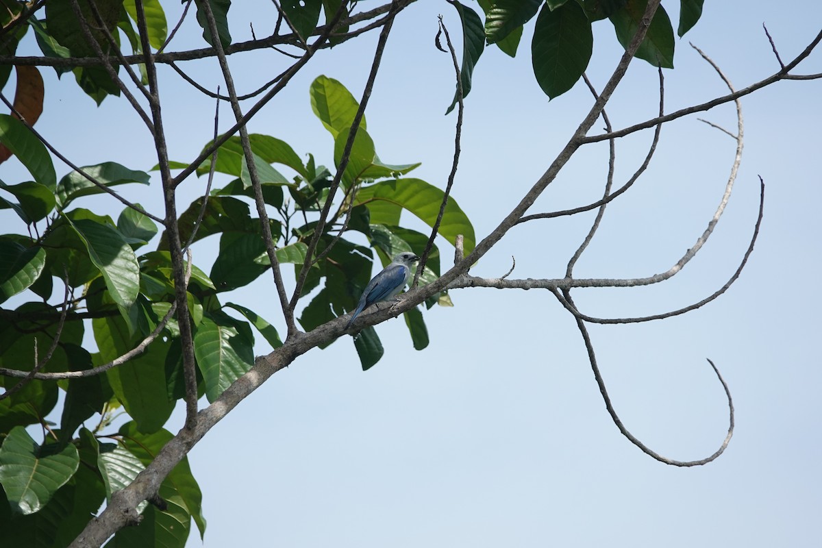 Blue-gray Tanager - ML620514376