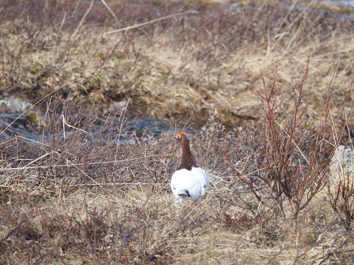 Moorschneehuhn - ML620514377