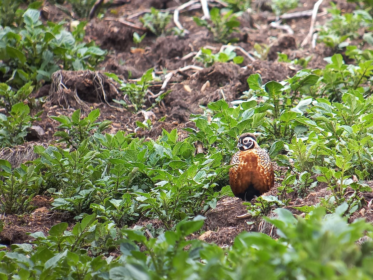 Ocellated Quail - ML620514379