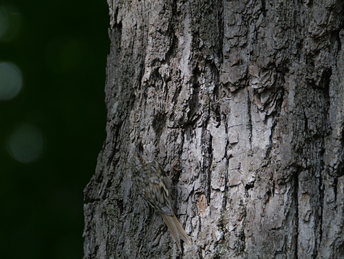 Eurasian Treecreeper - ML620514383