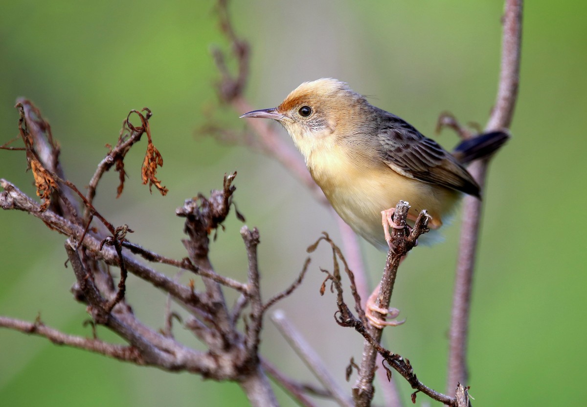 Golden-headed Cisticola - ML620514395