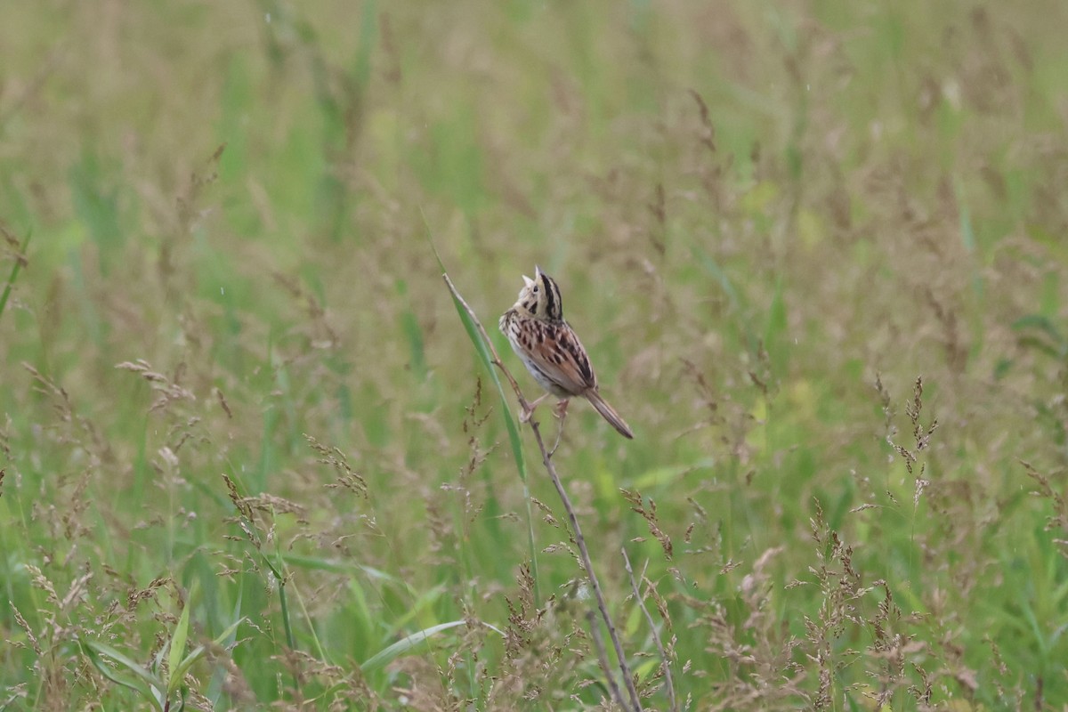 Henslow's Sparrow - ML620514396