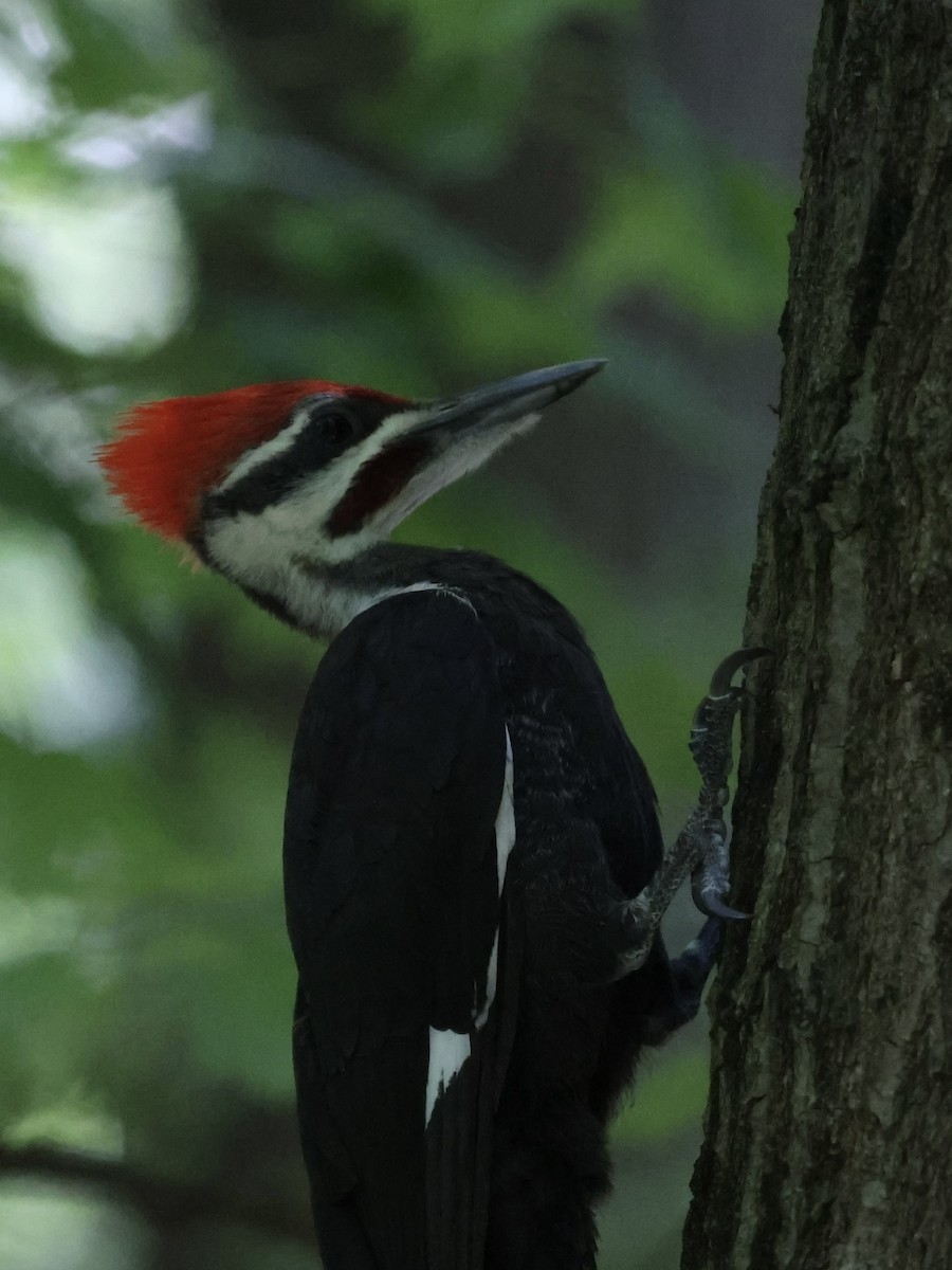 Pileated Woodpecker - ML620514397