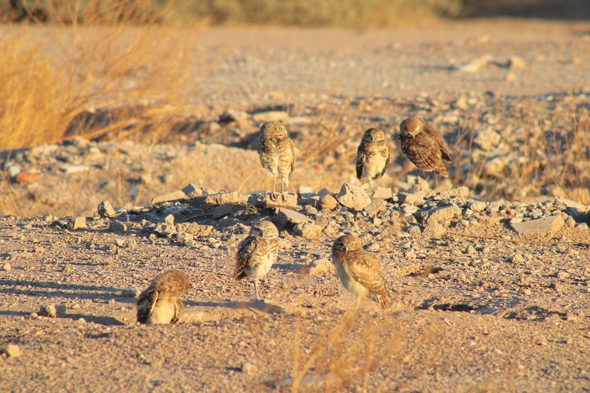 Burrowing Owl - ML620514399