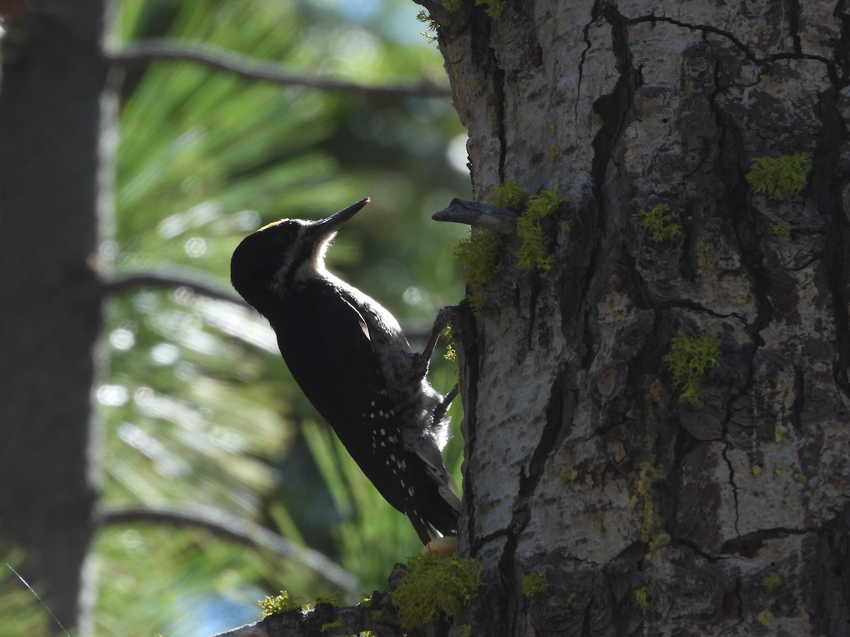 Black-backed Woodpecker - ML620514403