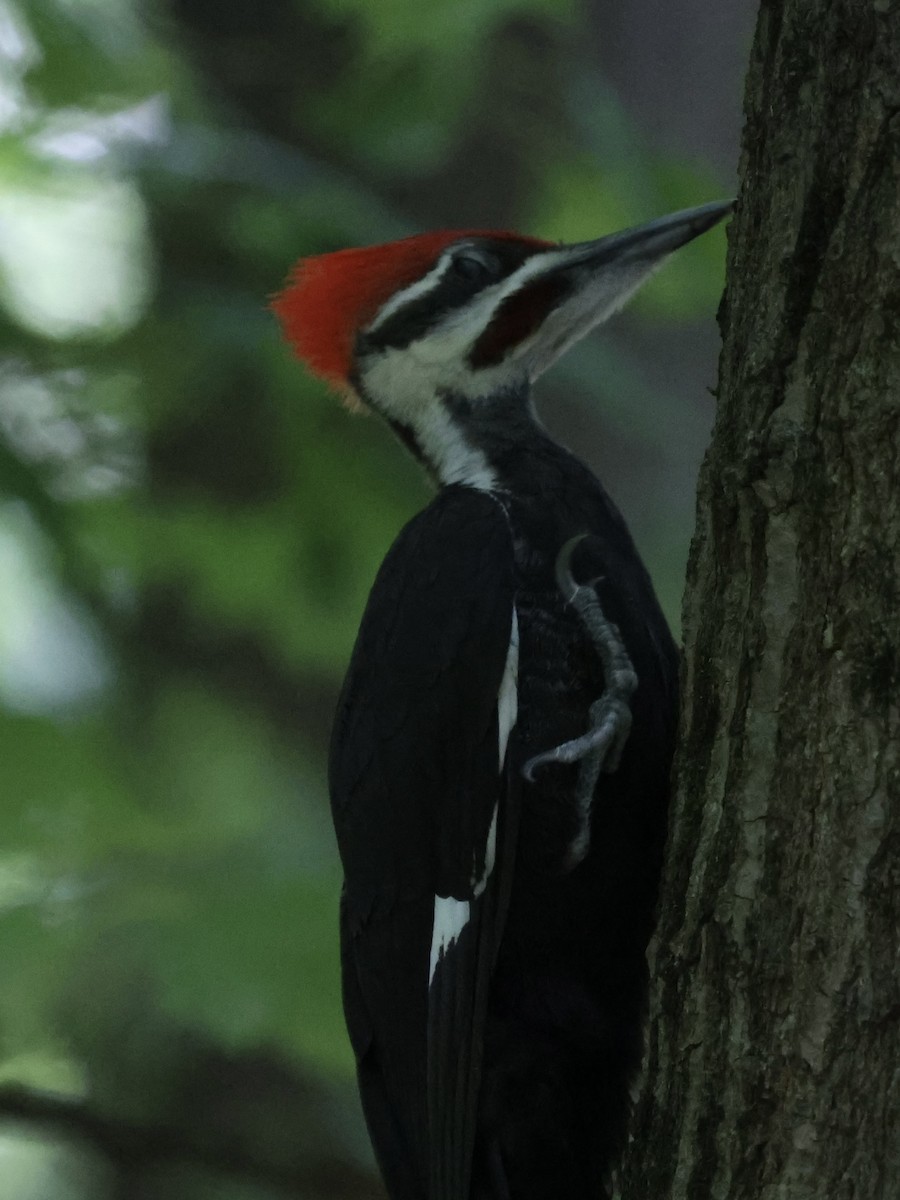 Pileated Woodpecker - Michael Burkhart