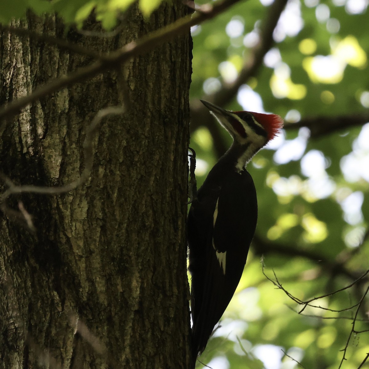 Pileated Woodpecker - ML620514406