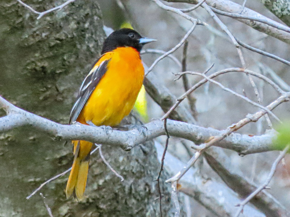 Oriole de Baltimore - ML620514407