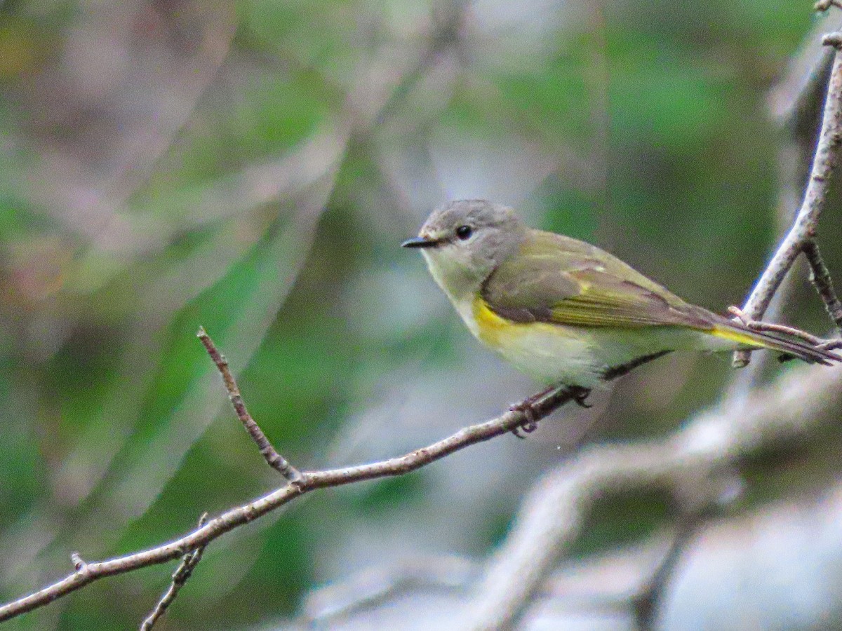 American Redstart - ML620514415