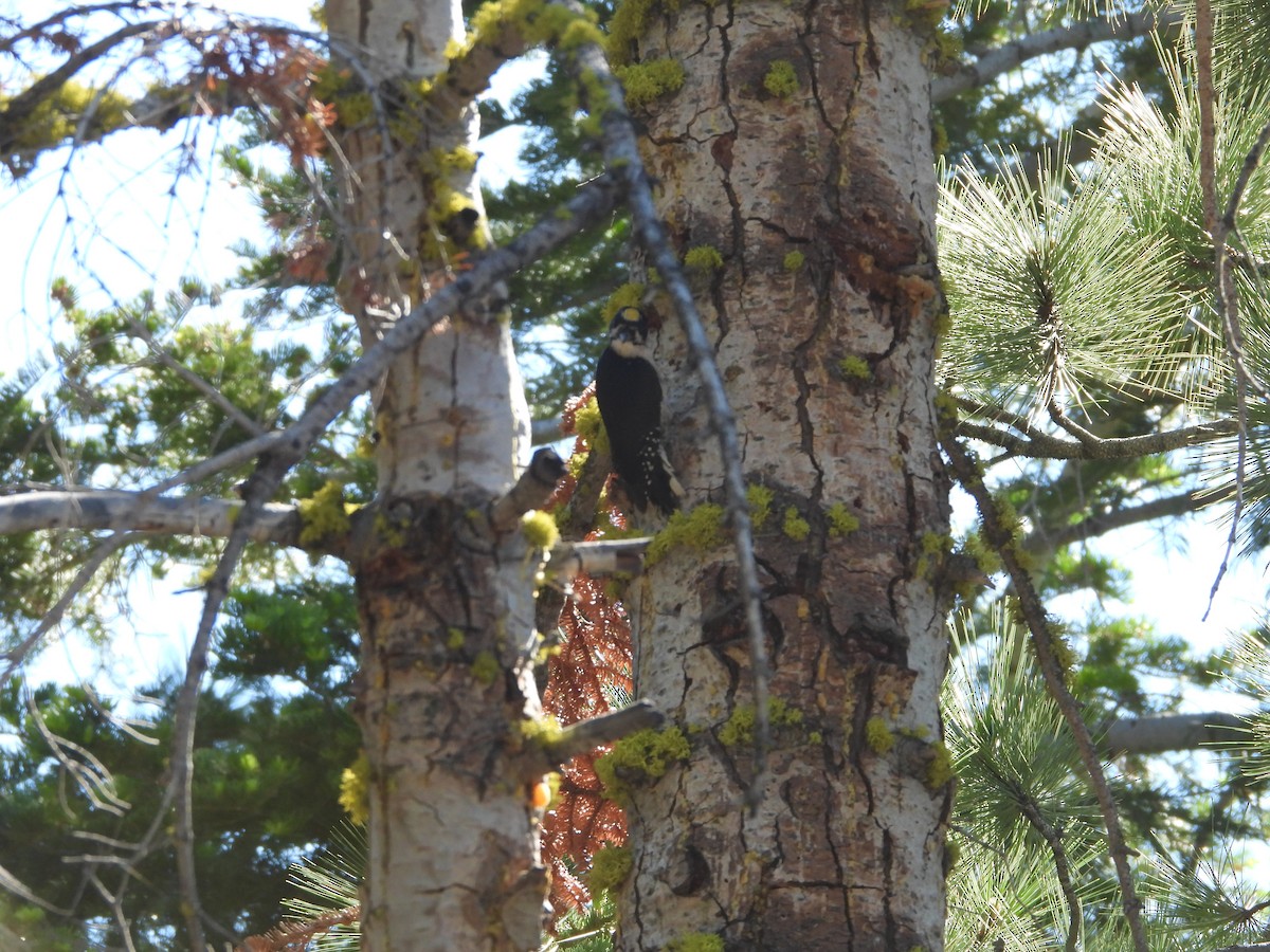 Black-backed Woodpecker - ML620514422