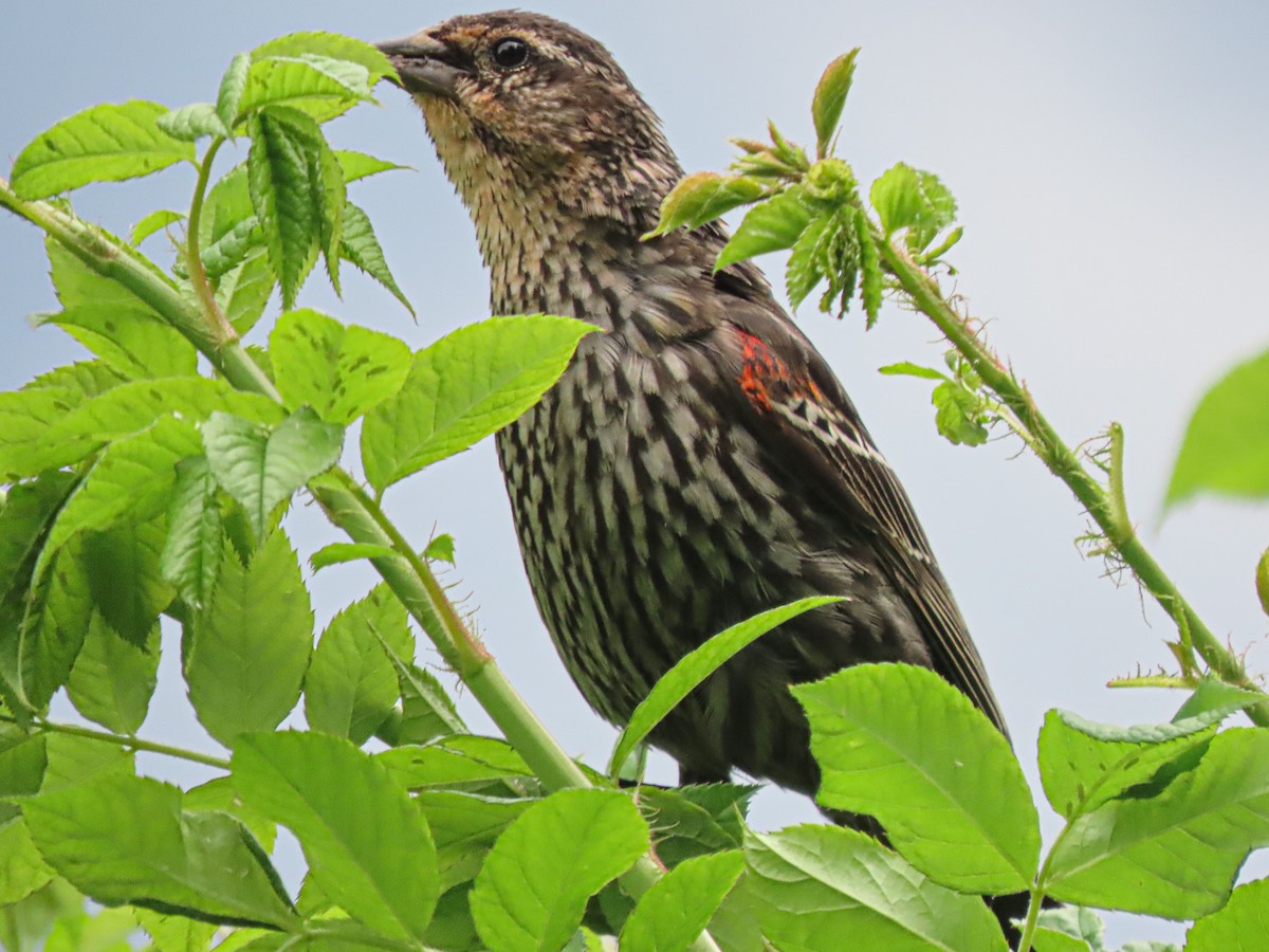 Red-winged Blackbird - ML620514423