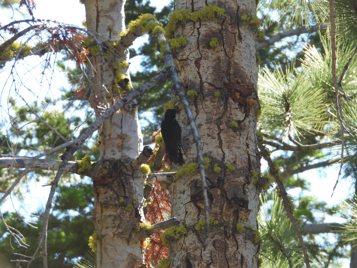 Black-backed Woodpecker - ML620514424