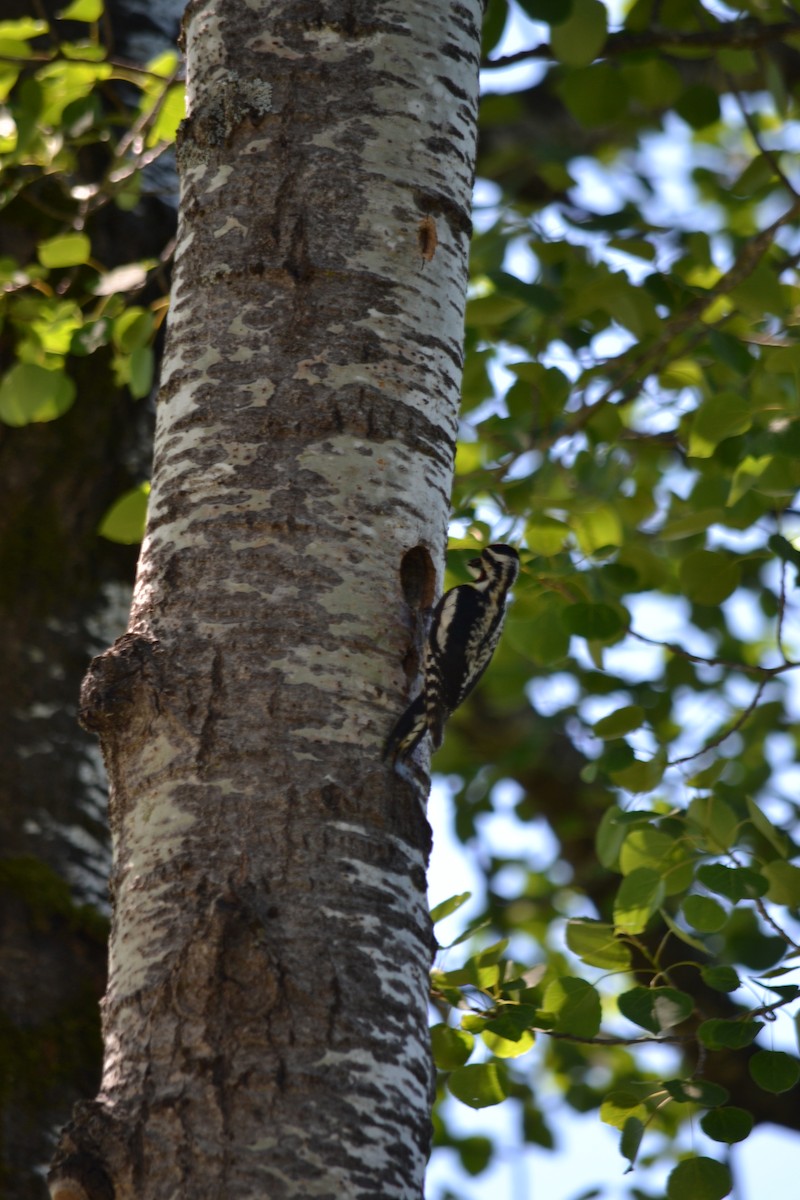 Yellow-bellied Sapsucker - ML620514426