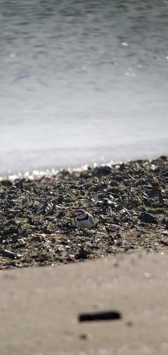 Piping Plover - ML620514427