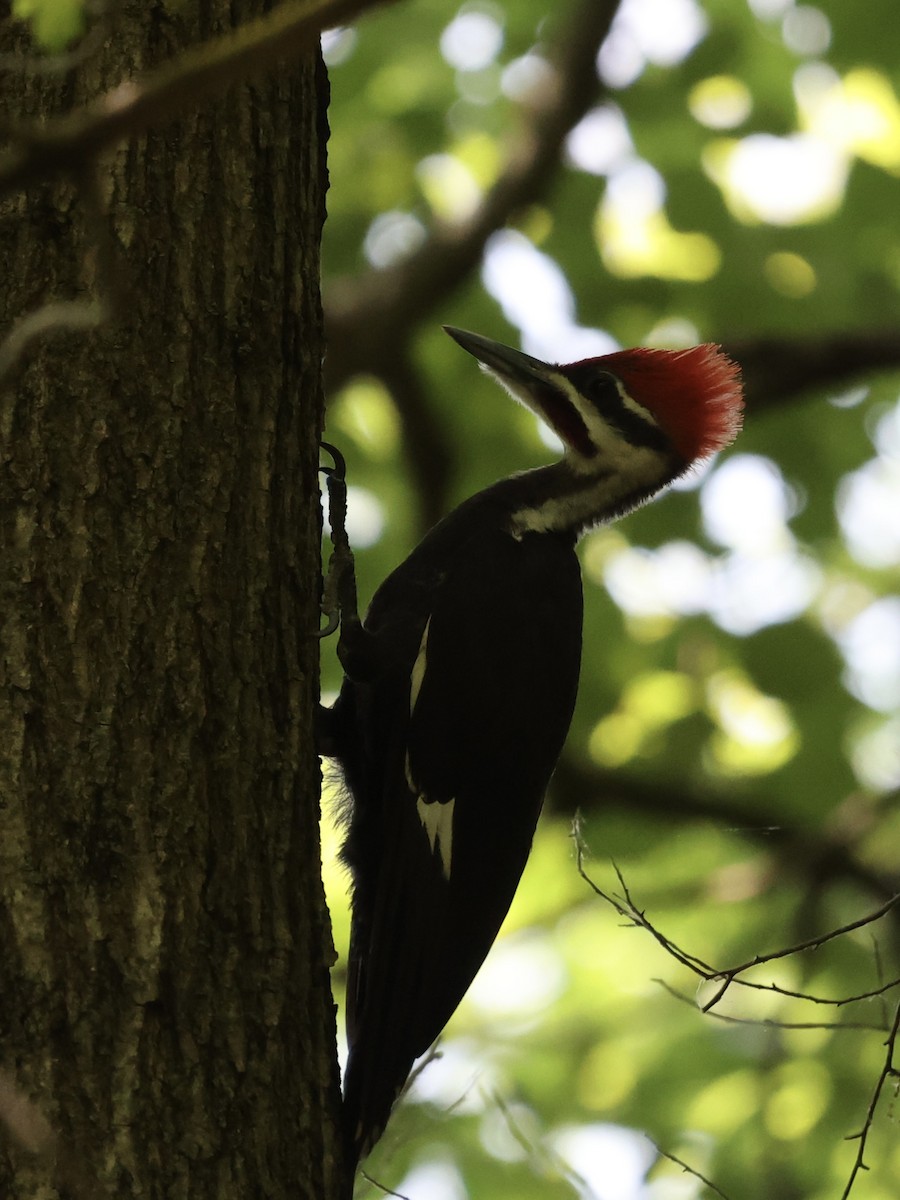 Pileated Woodpecker - ML620514428