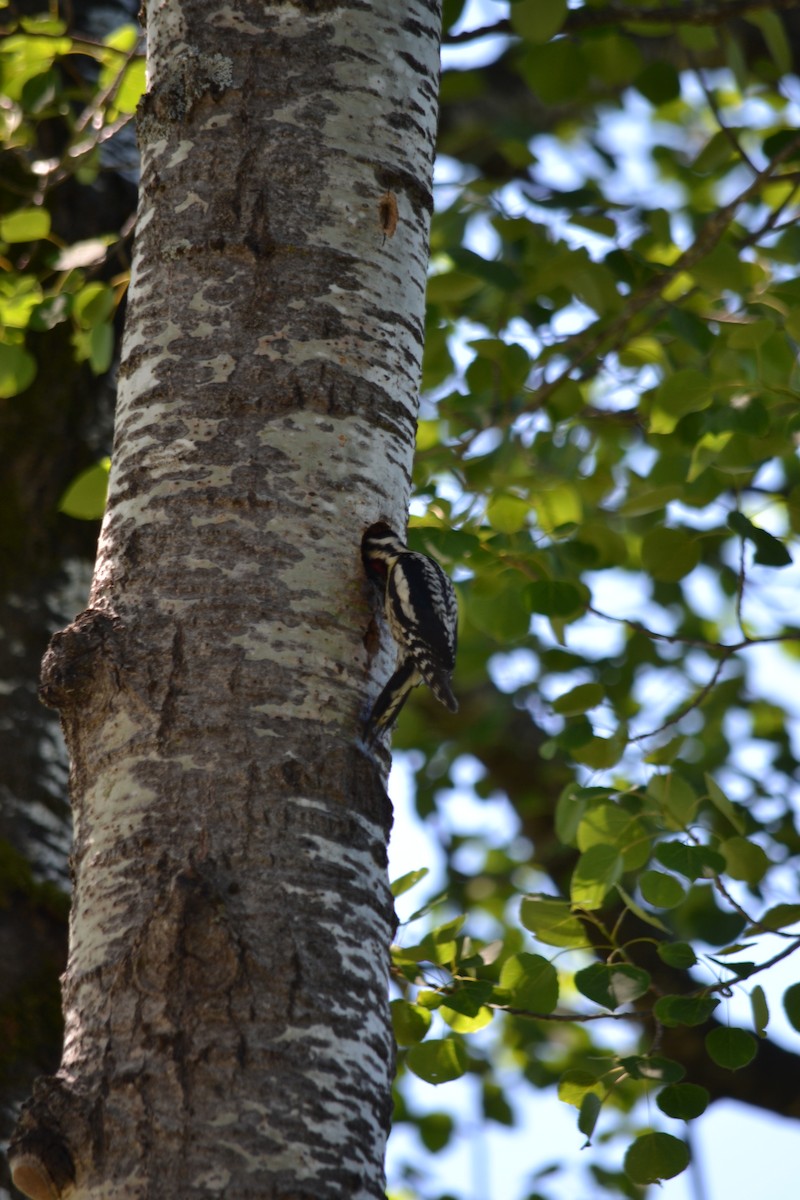 Yellow-bellied Sapsucker - ML620514435