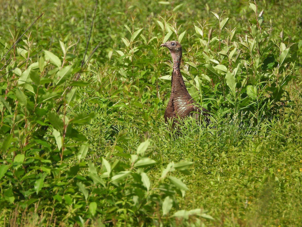 シチメンチョウ - ML620514436