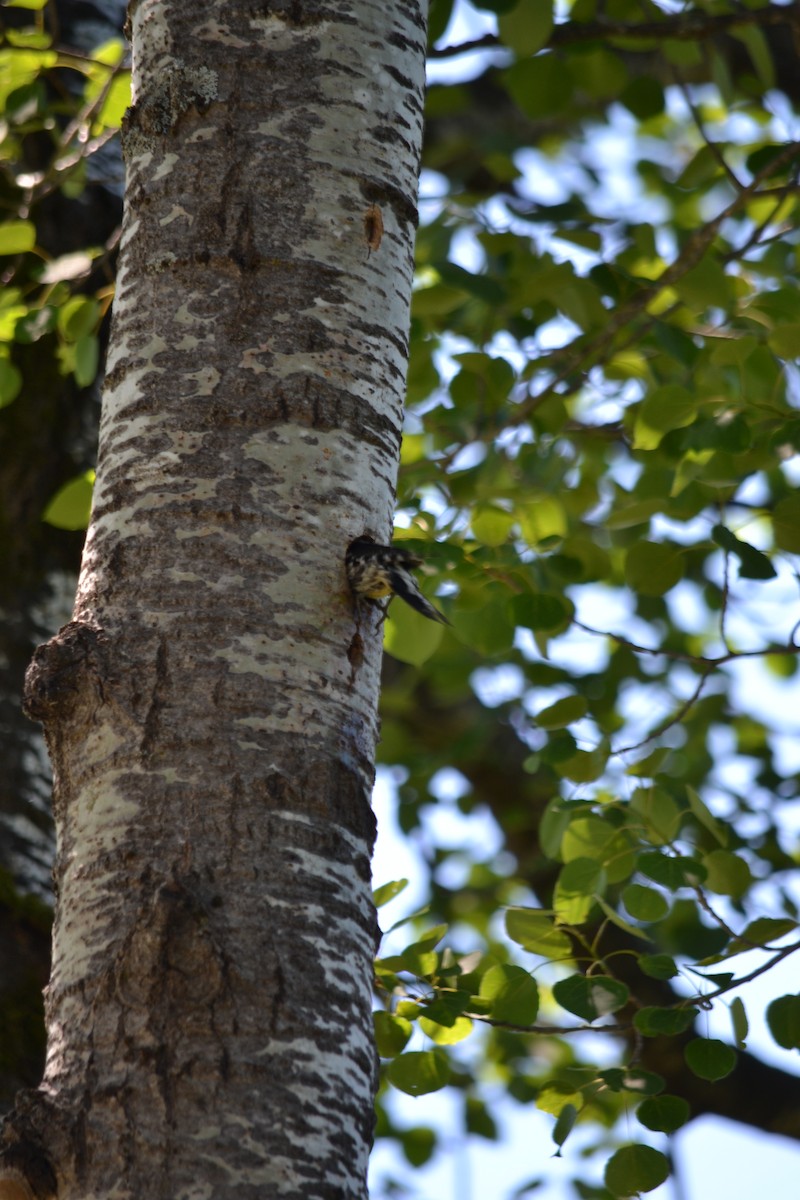 Yellow-bellied Sapsucker - ML620514443