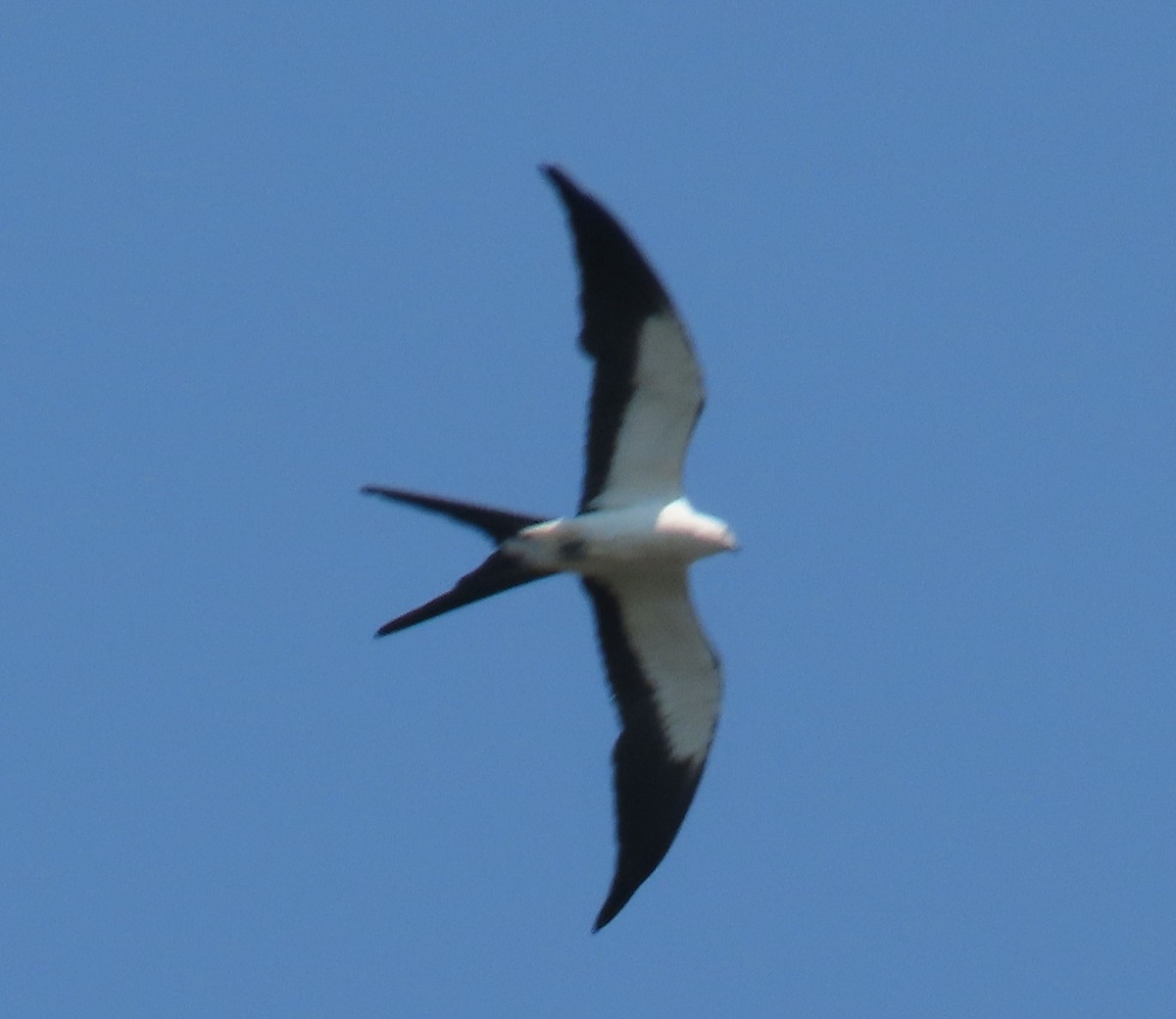 Swallow-tailed Kite - ML620514448