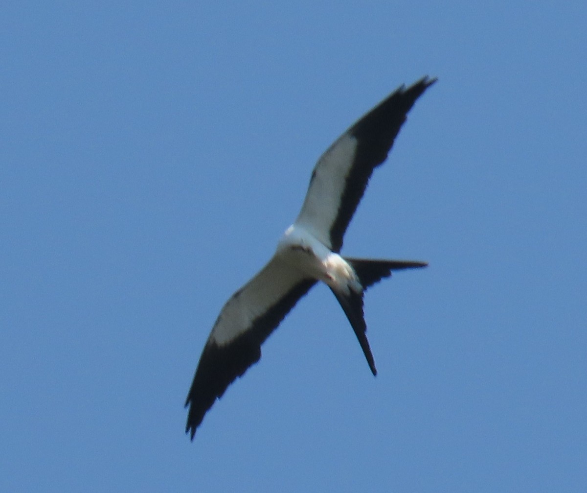 Swallow-tailed Kite - ML620514449