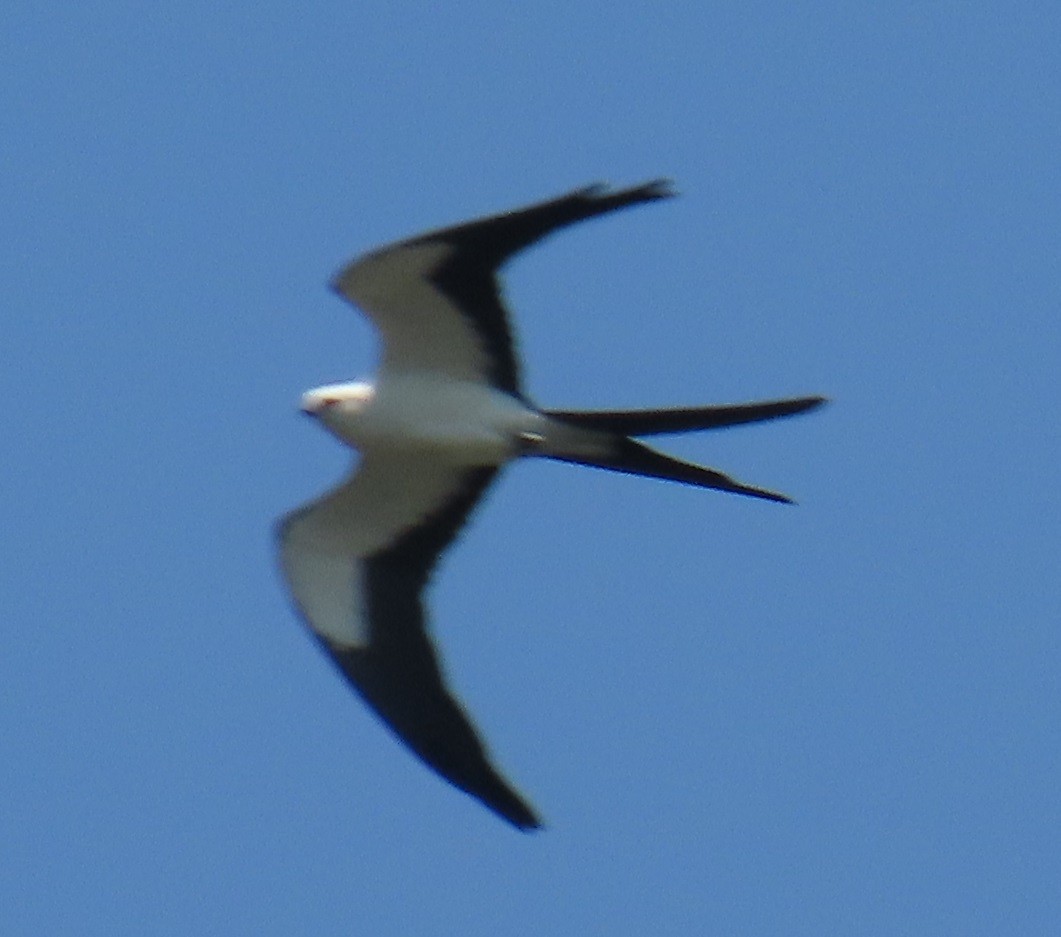 Swallow-tailed Kite - ML620514450