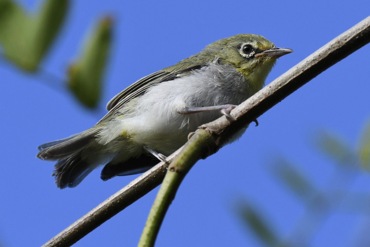 Swinhoe's White-eye - ML620514454