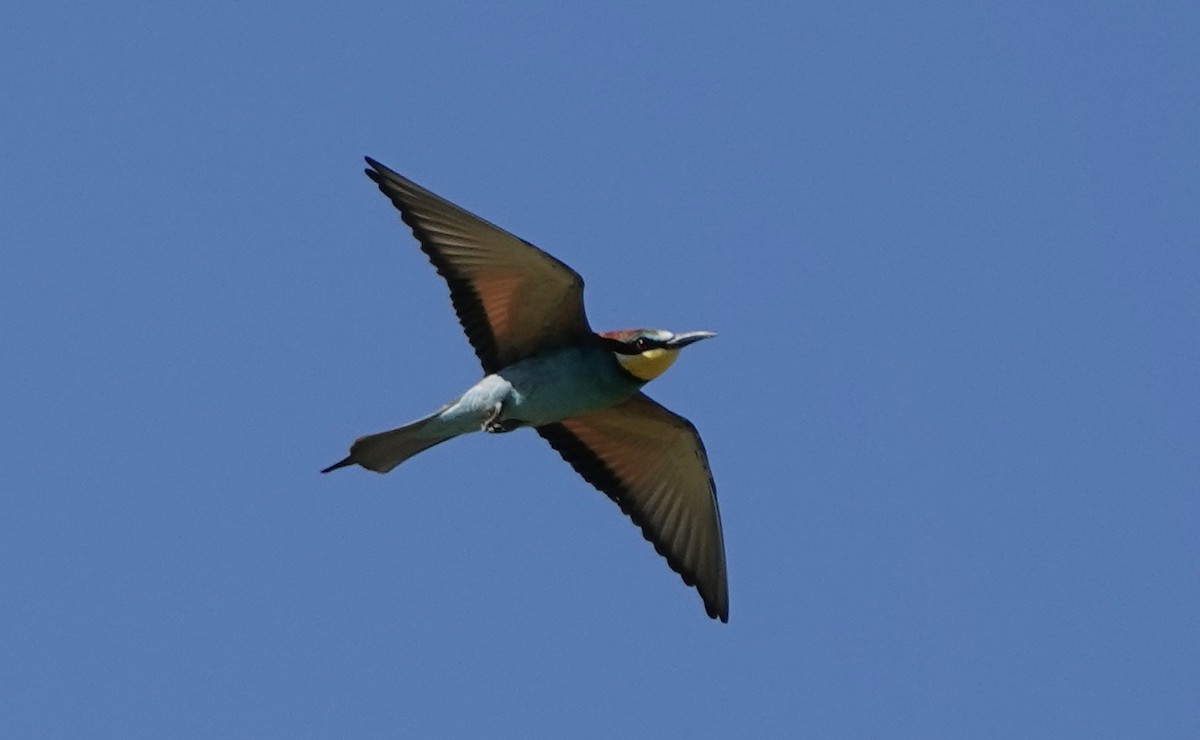 European Bee-eater - ML620514458