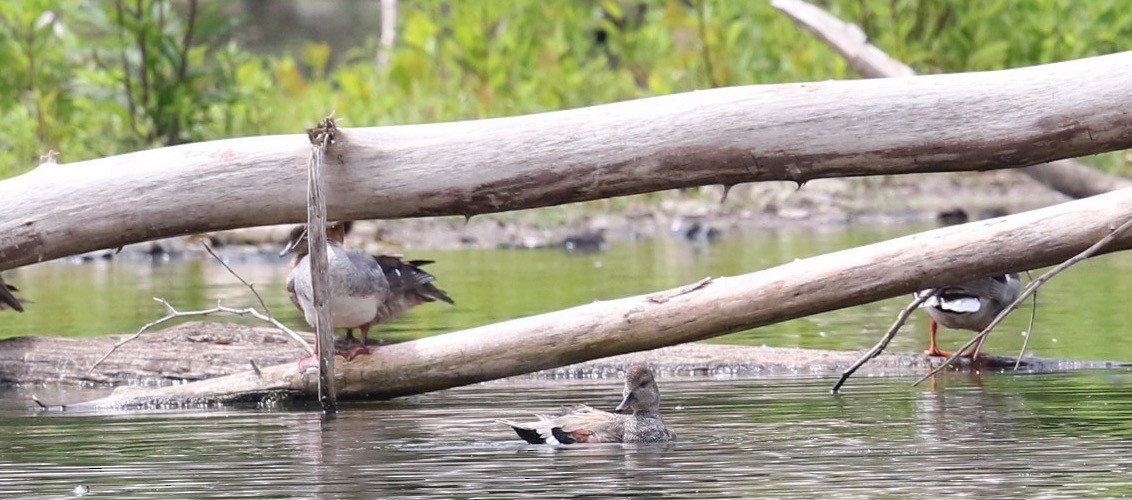 Gadwall - ML620514459