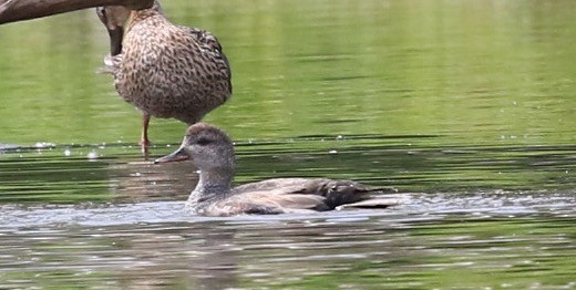 Gadwall - ML620514461