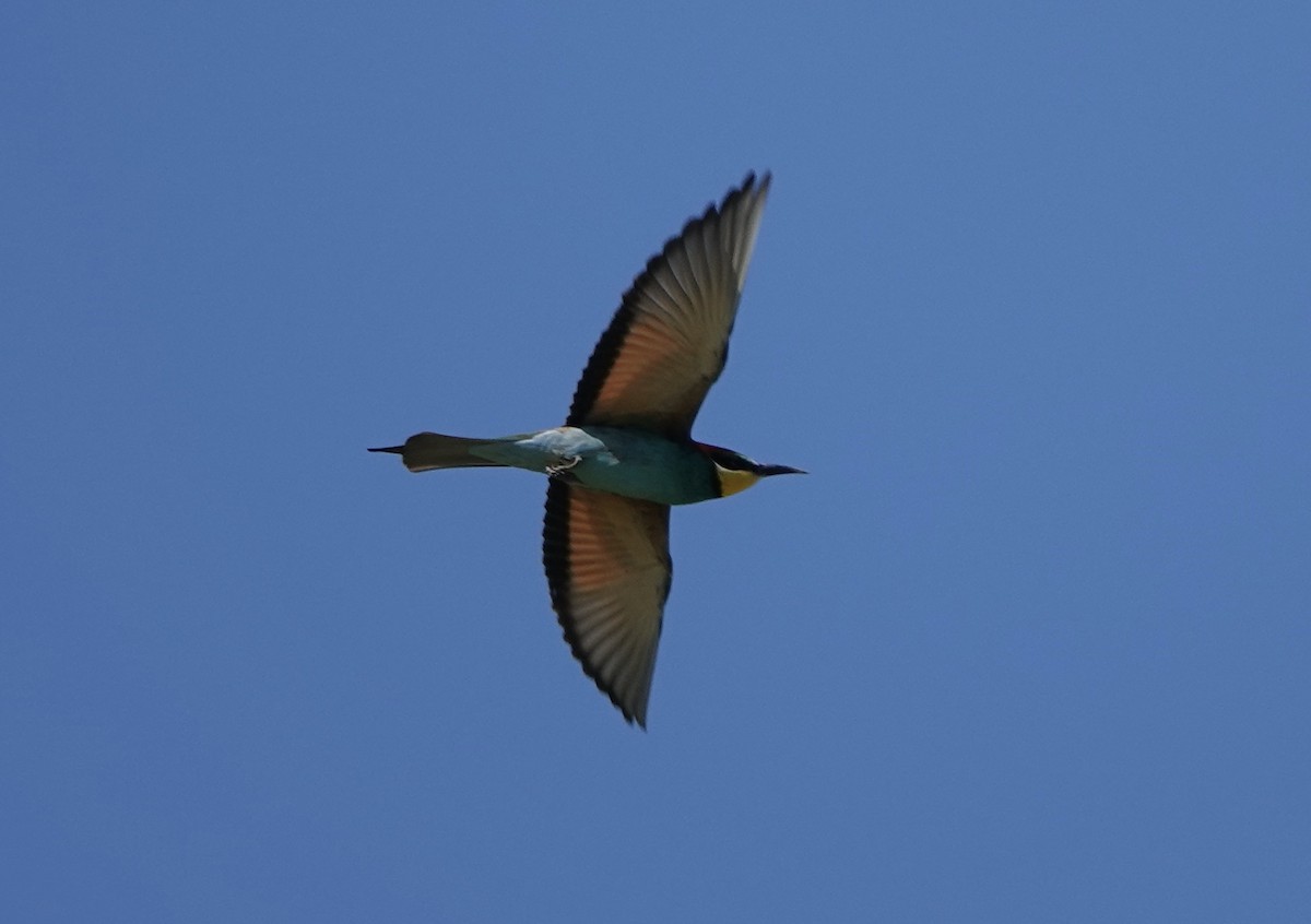 European Bee-eater - ML620514462