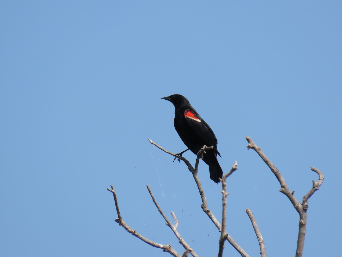 Red-winged Blackbird - ML620514463