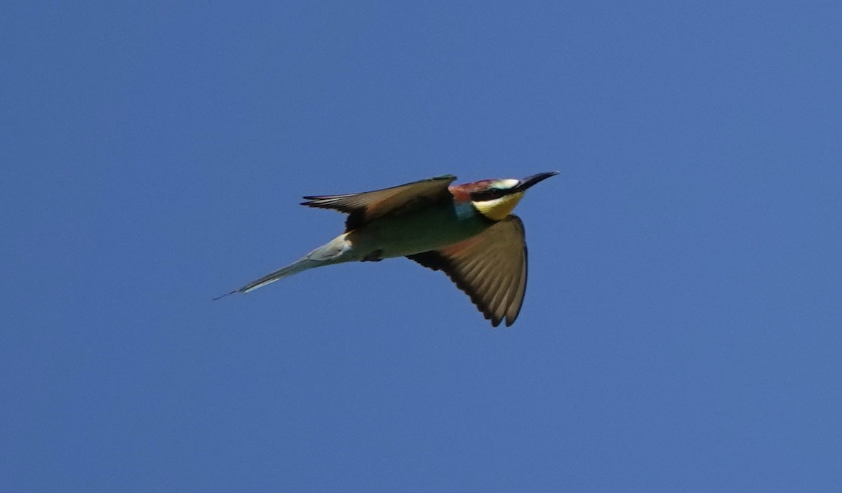 European Bee-eater - ML620514467