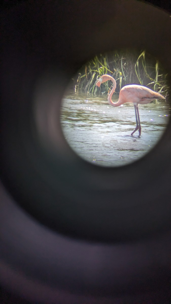 American Flamingo - ML620514476