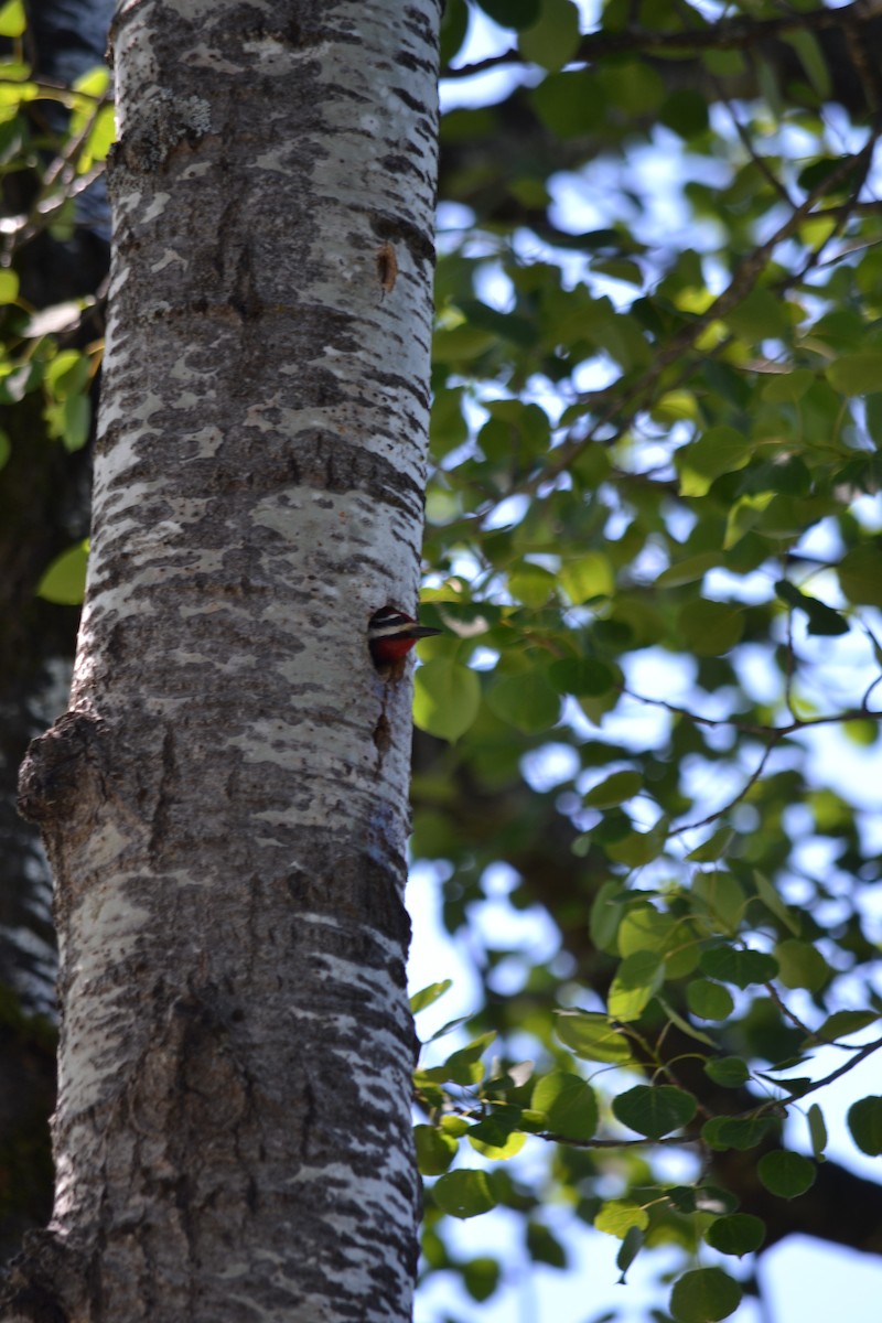 Yellow-bellied Sapsucker - ML620514480