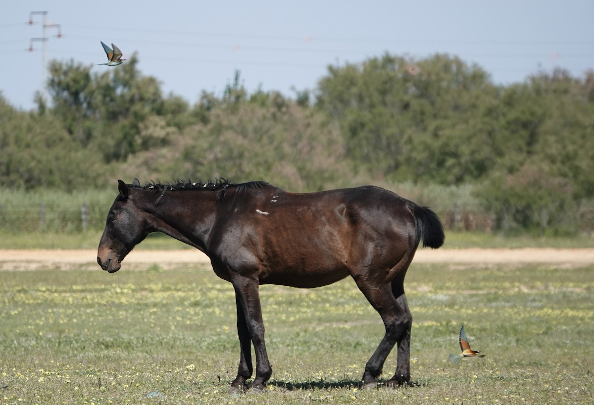 Abejaruco Europeo - ML620514489