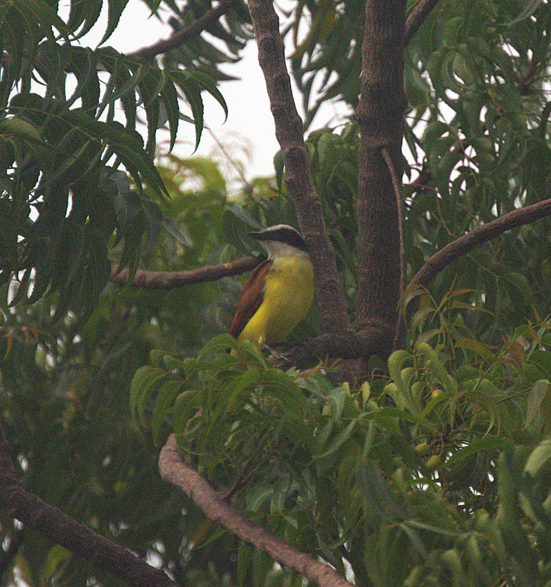 Great Kiskadee - ML620514490