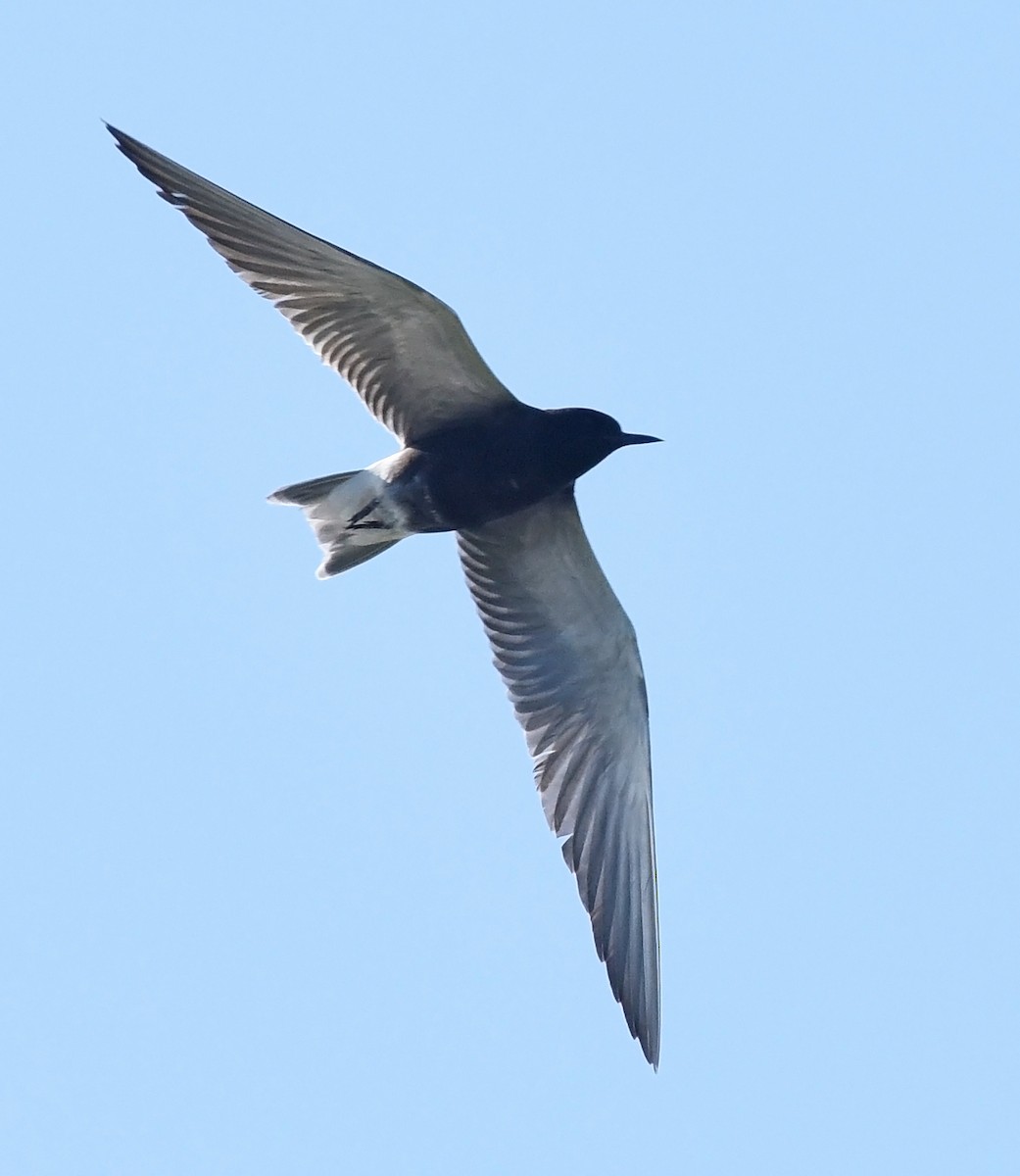 Black Tern - ML620514492