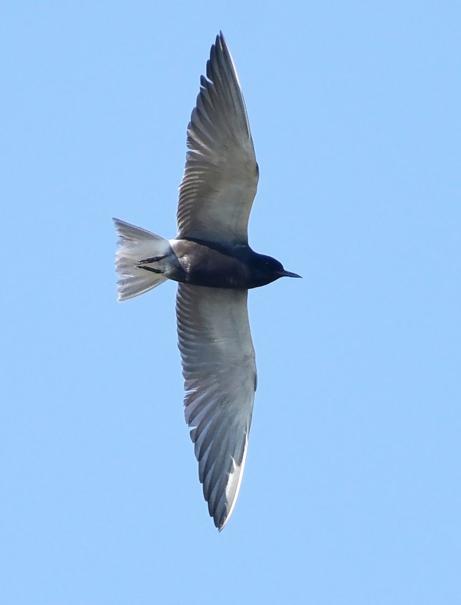 Black Tern - ML620514493