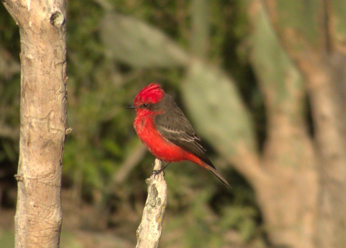 Vermilion Flycatcher - ML620514495