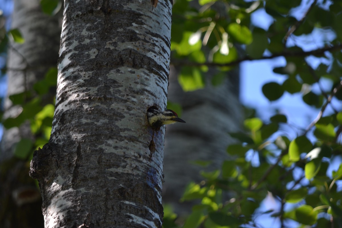 Yellow-bellied Sapsucker - ML620514496