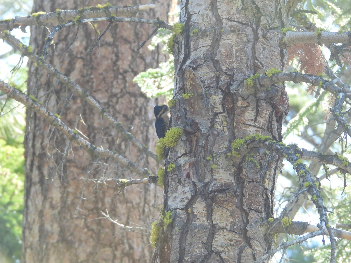 Black-backed Woodpecker - ML620514499