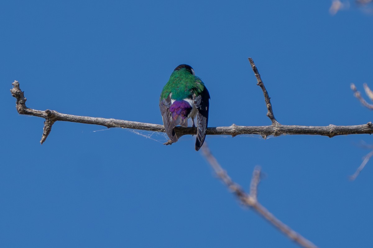 Golondrina Verdemar - ML620514503