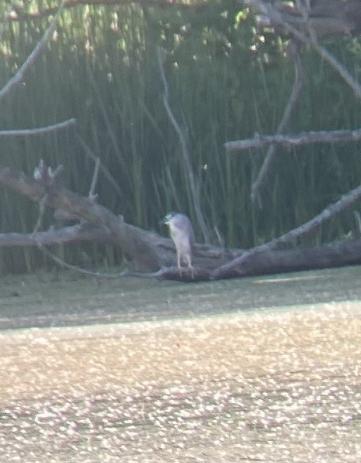 Nitticora - ML620514506