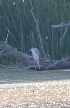 Black-crowned Night Heron - ML620514507